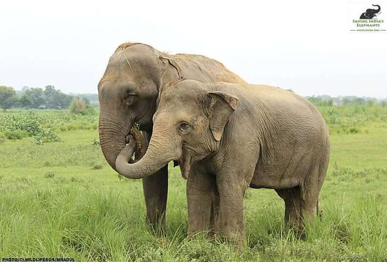 circus elephant rescue india