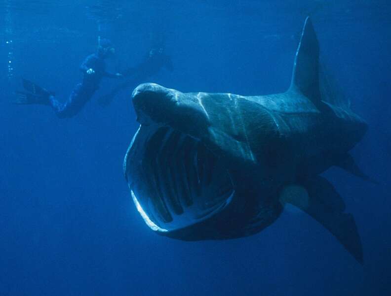 scariest looking shark