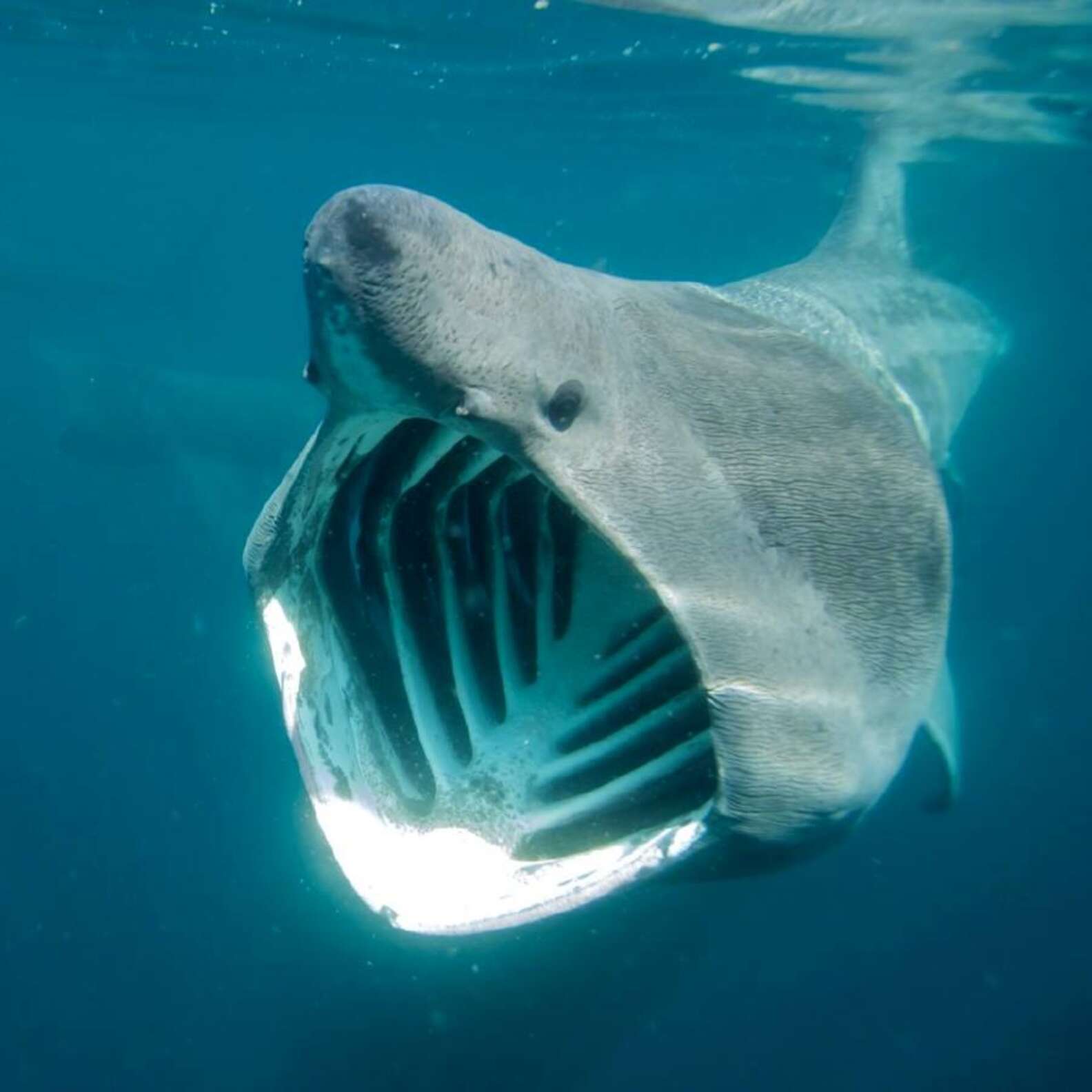 Scary-Looking Basking Sharks Are The Gentle Giants Of The Ocean - The Dodo