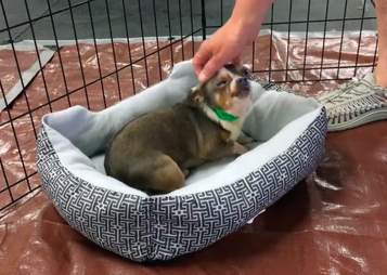 chihuahua puppy mill