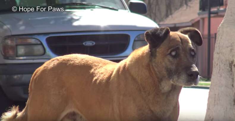 Blind Street Dog Is So Happy To Finally Be Safe - The Dodo