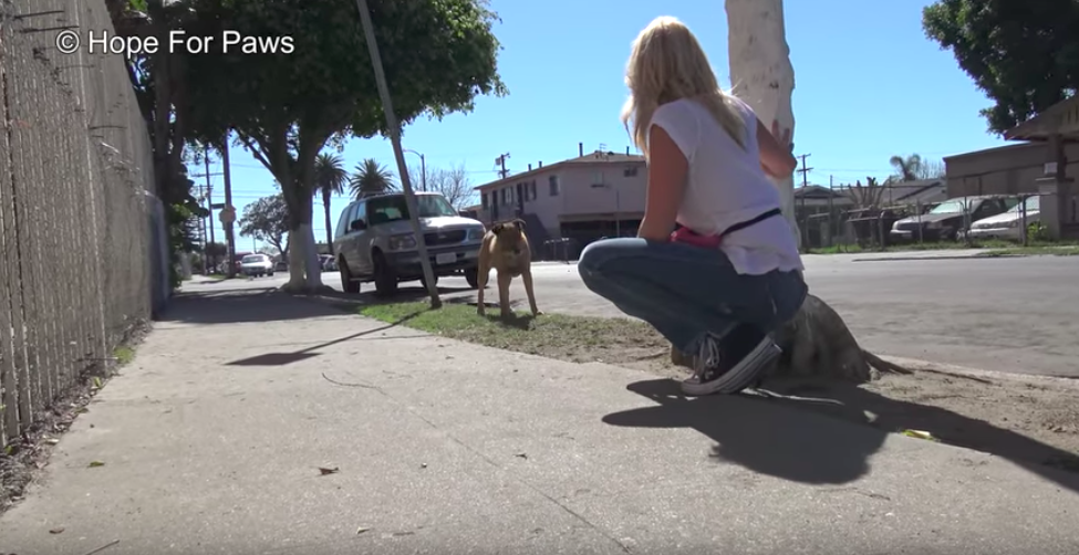 Blind Street Dog Is So Happy To Finally Be Safe - The Dodo