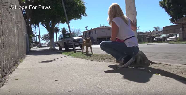 blind dog lived on streets for 10 years
