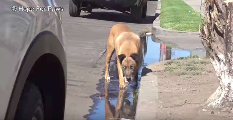 Blind Street Dog Is So Happy To Finally Be Safe - The Dodo