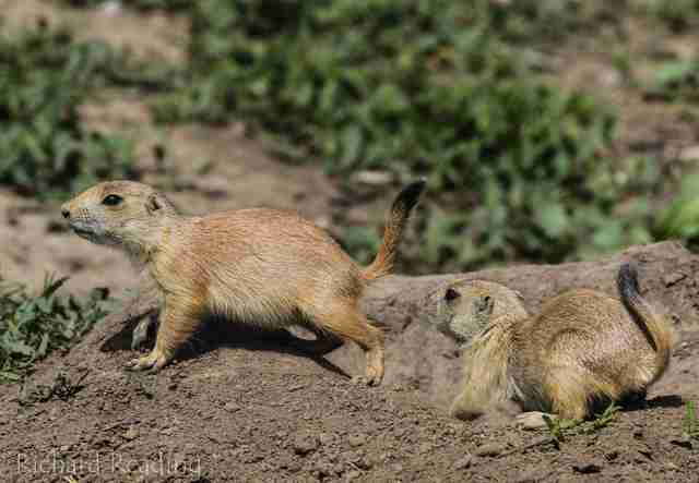 US Government Wants To Kill Prairie Dogs In North Dakota - The Dodo