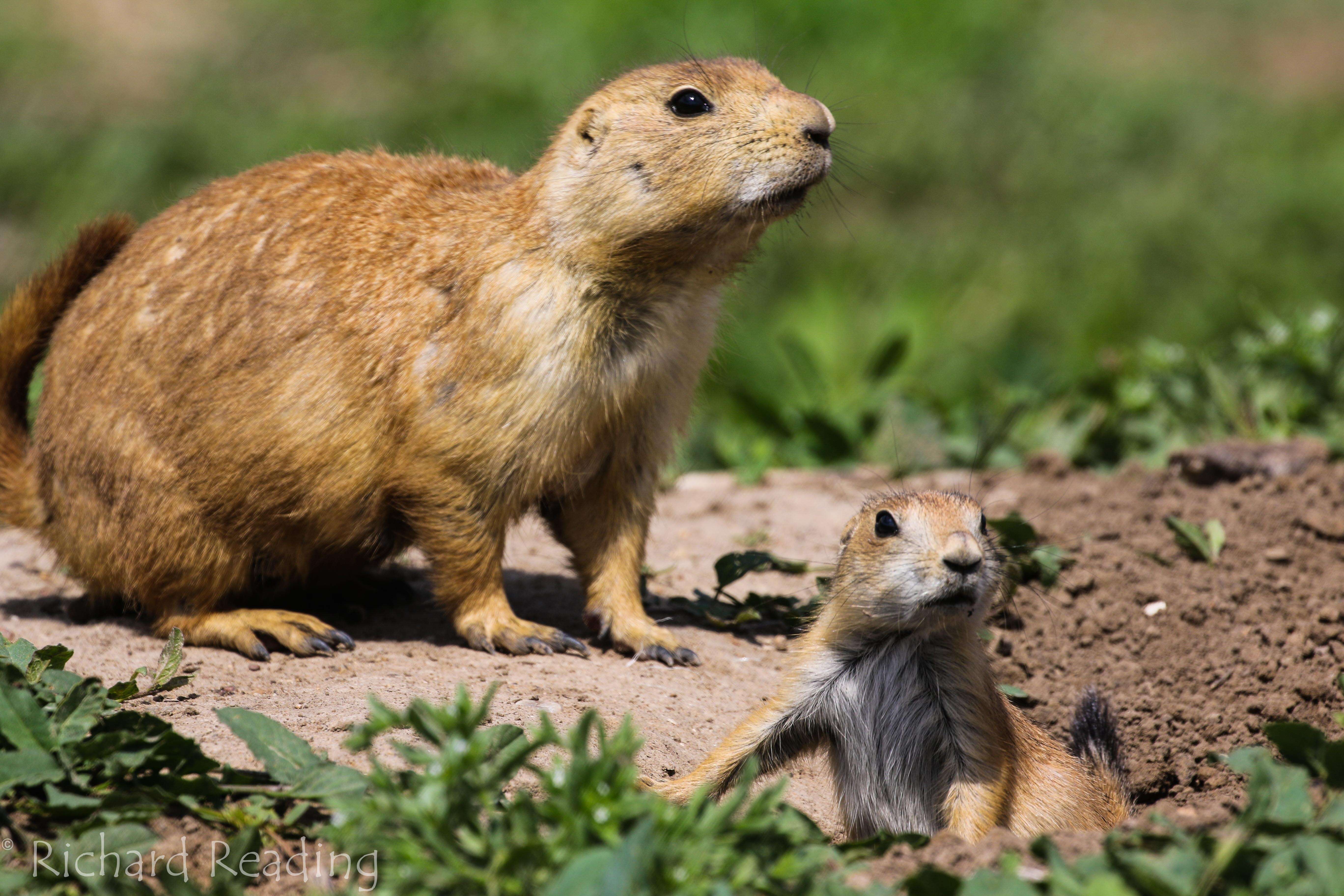 Adult prairie dog and baby