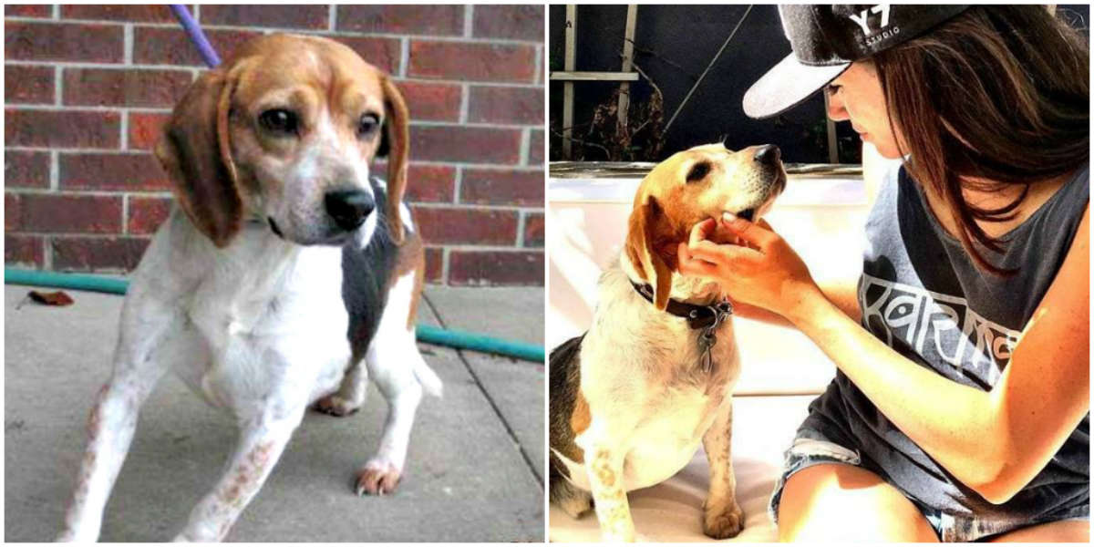 Meet Meghan Markle’s Adorable Rescue Beagle The Dodo