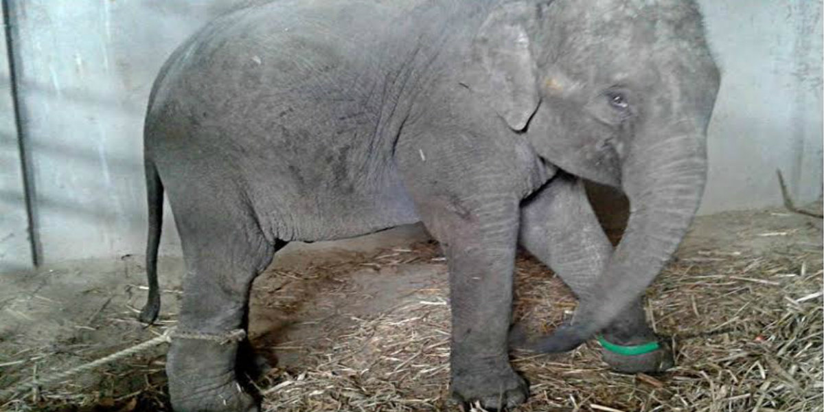New Video Shows Baby Circus Elephant Crying Out For Mom - The Dodo