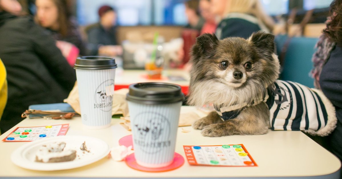 Best Dog Friendly Restaurants in NYC to Eat and Drink With Your Dog