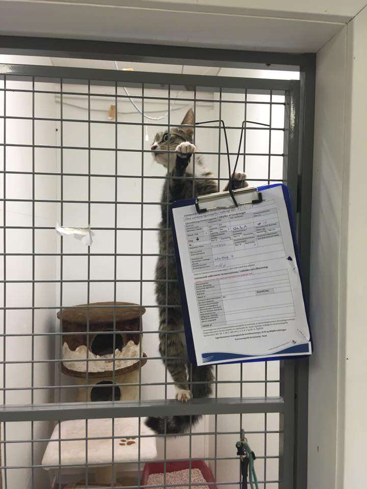 Ulla the tabby cat at Dyrenes Venner