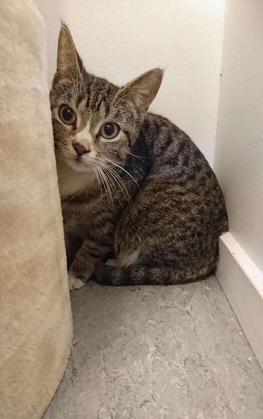 Ulla the stray cat at a Greenland shelter