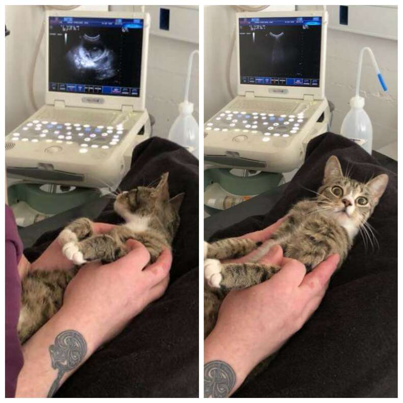 cat is surprised to learn she's pregnant