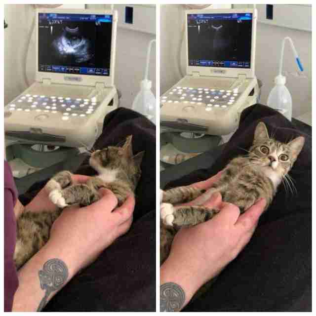 貓驚訝地發現她懷孕了