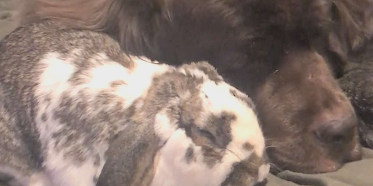 Bunny And Dogs Are The Best Of Friends - Videos - The Dodo