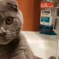 Cat Loves Taking A Relaxing Shower In The Sink
