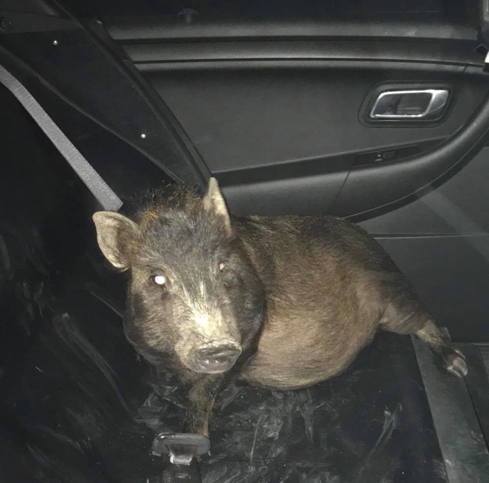 Ohio Man Calls Cops To Report Pig Following Him Home The Dodo