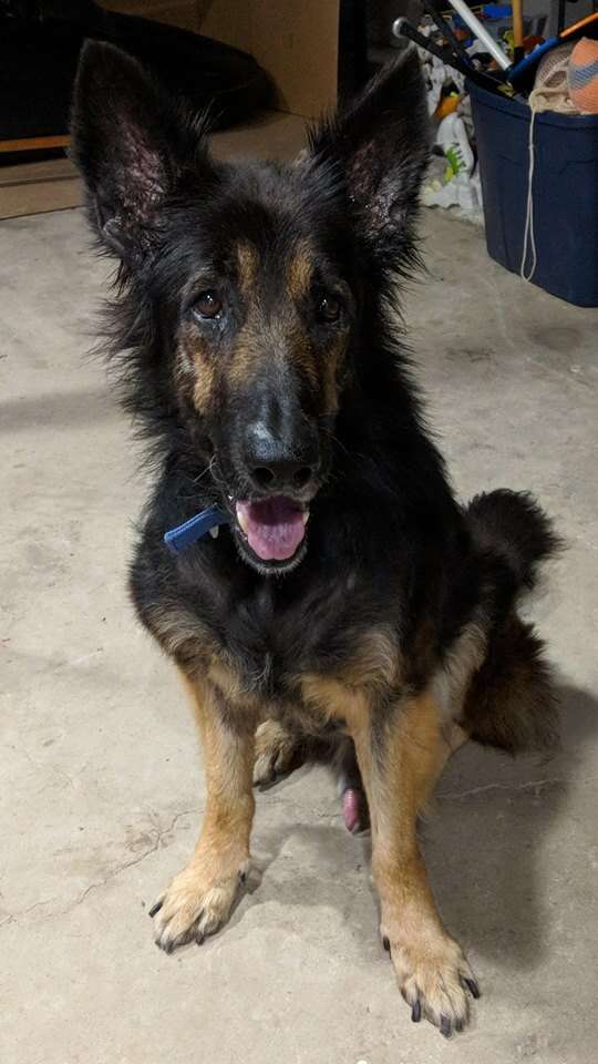 family leaves dog at shelter for being too old
