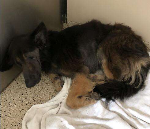 family leaves dog at shelter for being too old