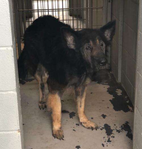 family leaves dog at shelter for being too old