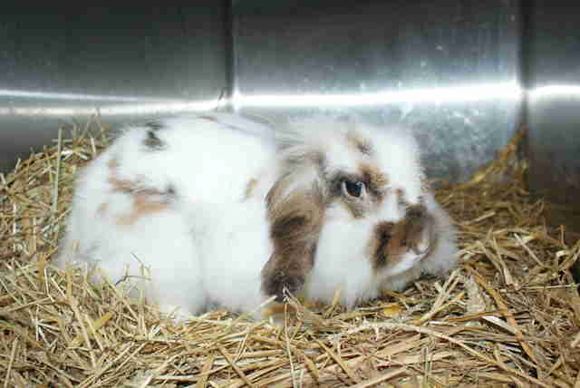 Horribly Matted Rabbits Rescued From Ditch Make Amazing Recovery