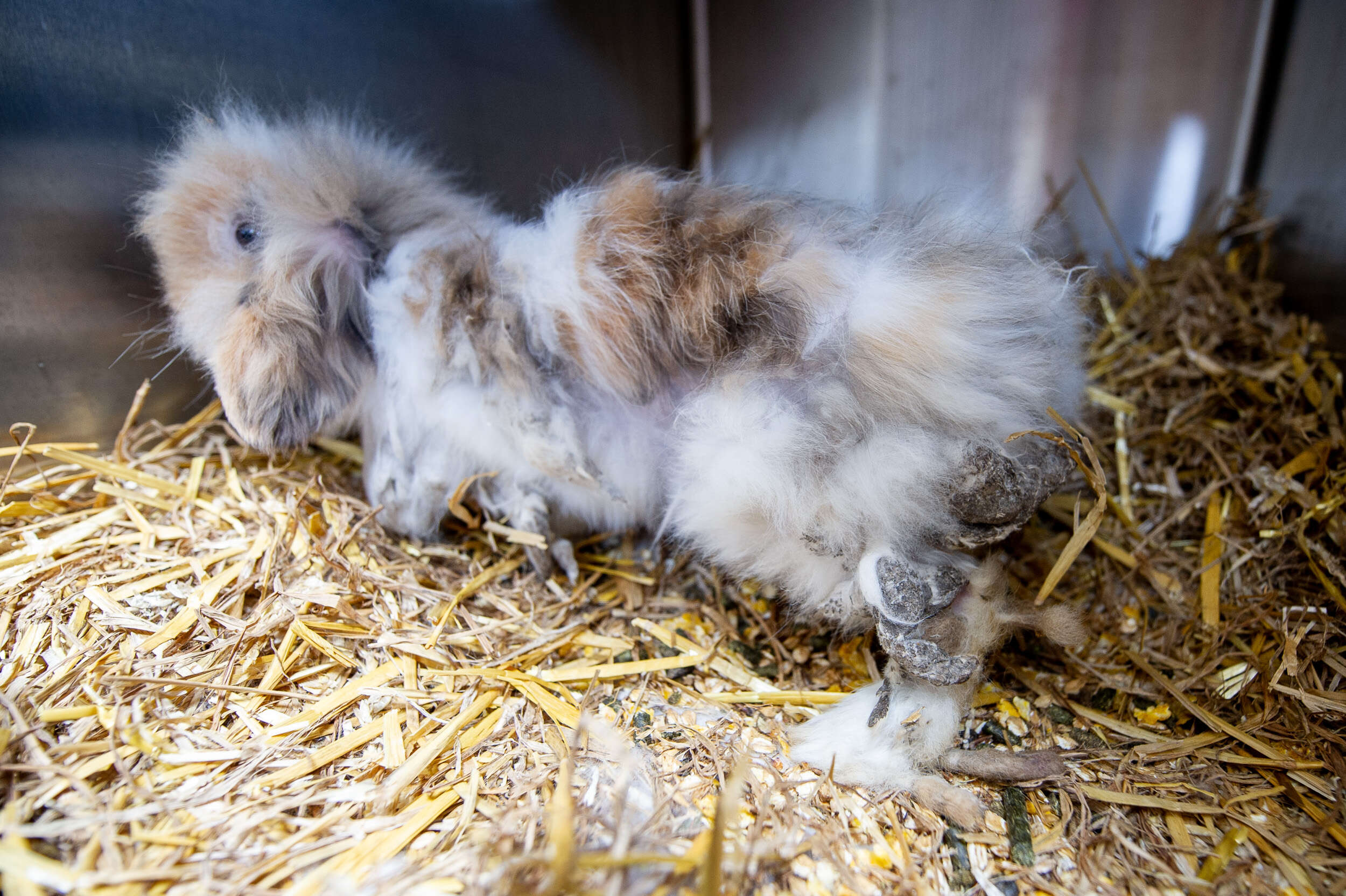 Mauled Rabbit Horribly Matted Rabbits Rescued From Ditch Make Amazing Recovery - The Dodo
