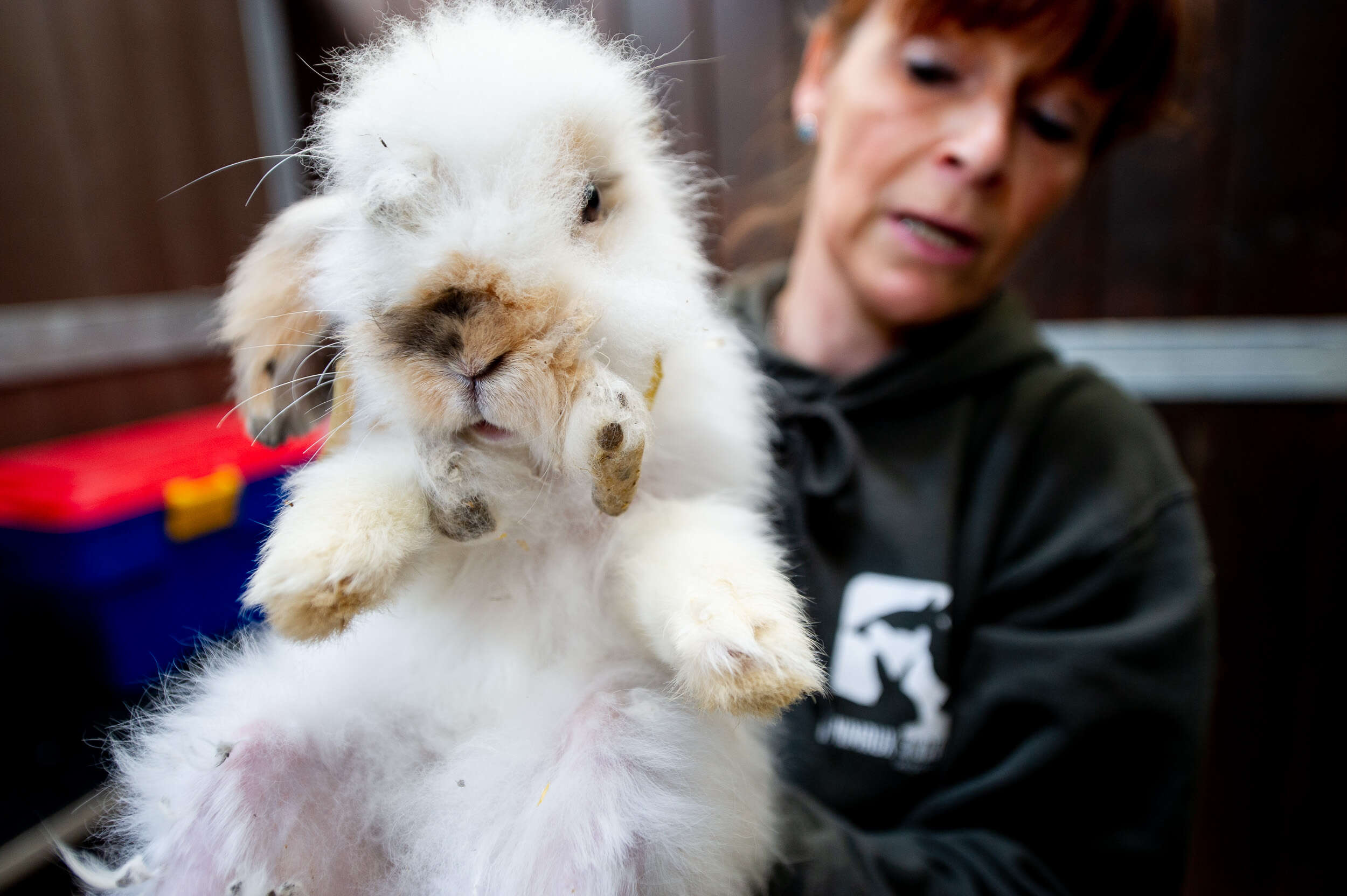 Mauled Rabbit Horribly Matted Rabbits Rescued From Ditch Make Amazing Recovery - The Dodo