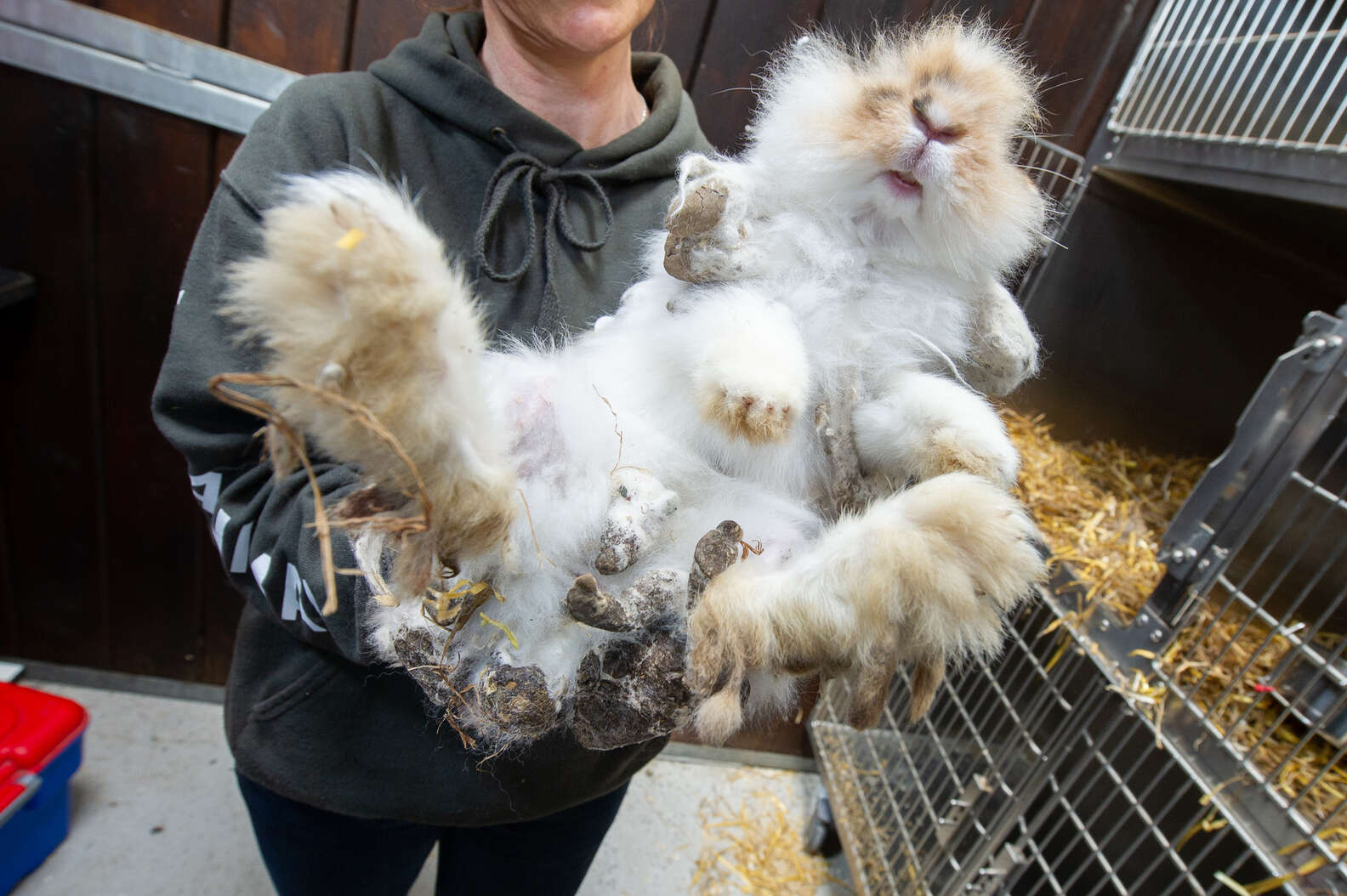 Horribly Matted Rabbits Rescued From Ditch Make Amazing Recovery - The Dodo