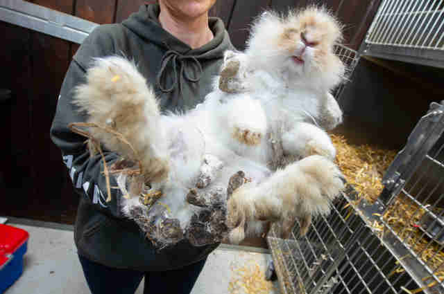 Horribly Matted Rabbits Rescued From Ditch Make Amazing Recovery