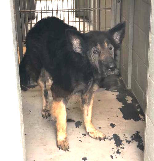 Family Abandons Dog At Shelter Because He's 'Too Old' - The Dodo