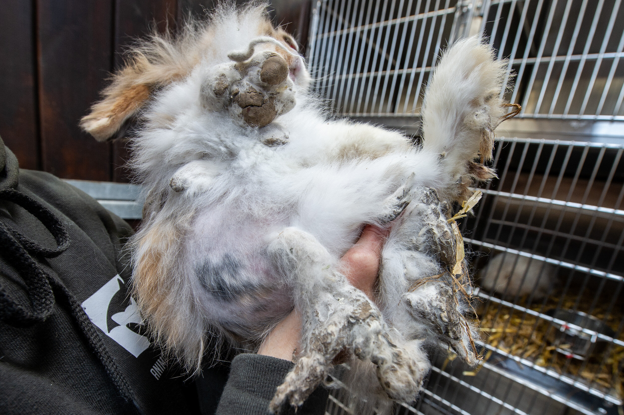 Horribly Matted Rabbits Rescued From Ditch Make Amazing Recovery The Dodo