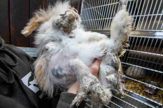 Horribly Matted Rabbits Rescued From Ditch Make Amazing Recovery