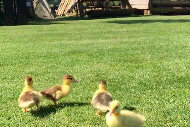 lost orphan ducklings wander around Mountfitchet Castle
