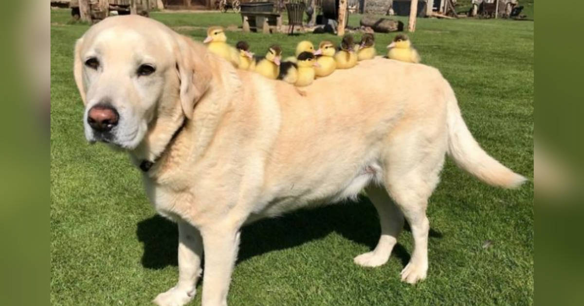 Dog Adopts 9 Tiny Orphan Ducklings - The Dodo