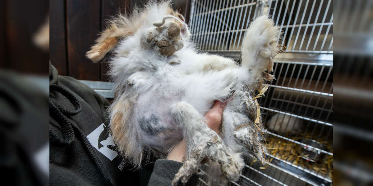 Horribly Matted Rabbits Rescued From Ditch Make Amazing Recovery - The Dodo