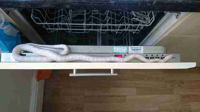 homem encontra cobra na caixa de cereal