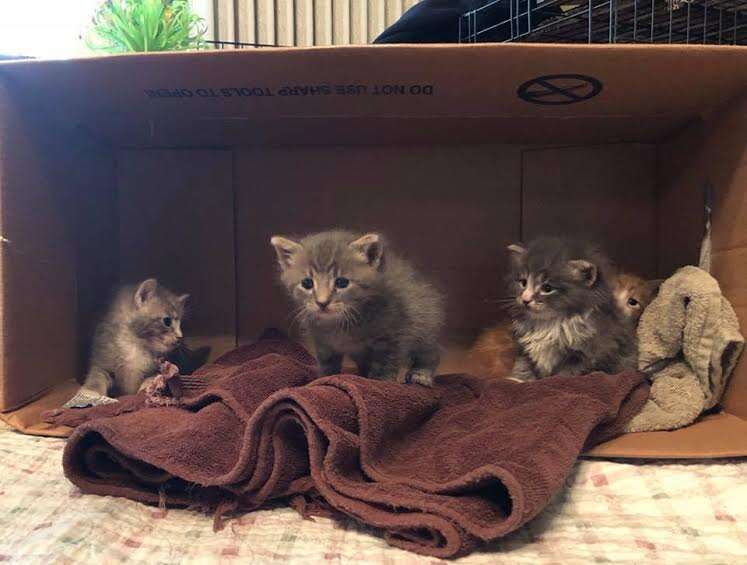 kittens abandoned bag