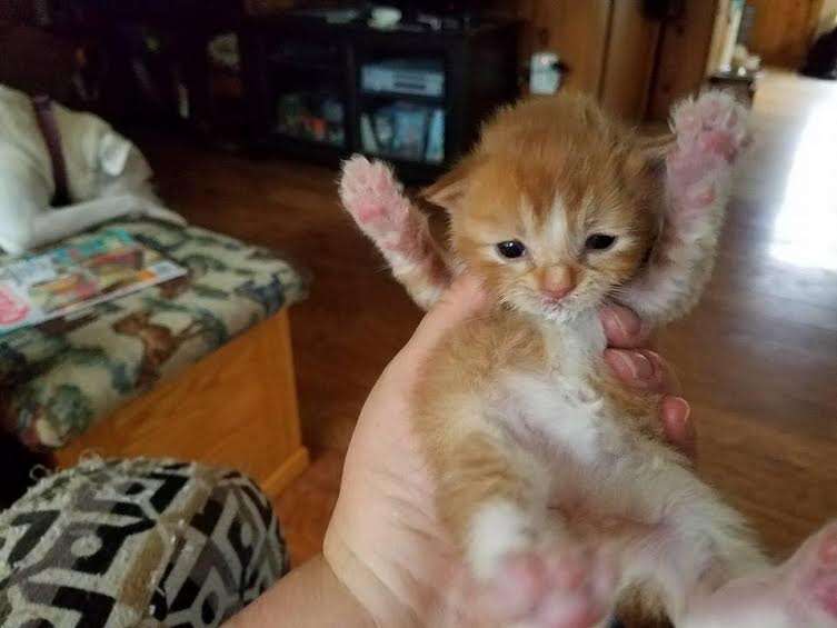 kittens abandoned bag new york