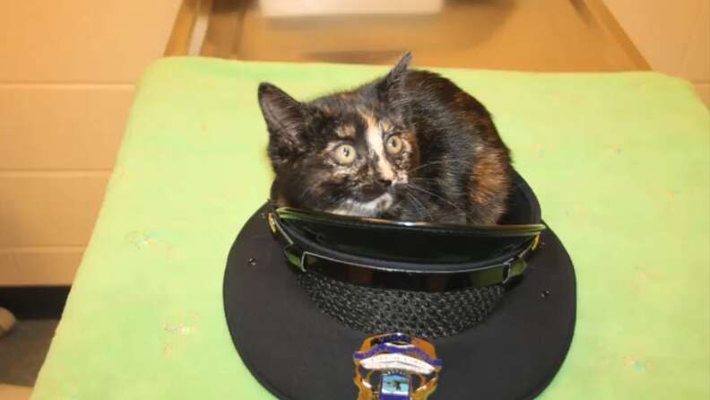 Stray Kitten Saved By Police Lands Job As The World's Cutest Sidekick - The  Dodo