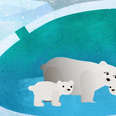 Polar Bear Moms Can Put Their Pregnancy on Pause