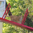 Guy Builds A Special Bridge To Keep Cat From Falling Off The Roof