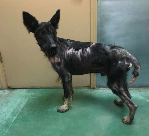 Sick German Shepherd Mistaken For Werewolf - The Dodo Sick German Shepherd Mistaken For Werewolf - The Dodo