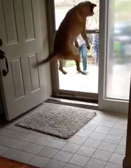 dog jumps for joy every time she sees her brothers