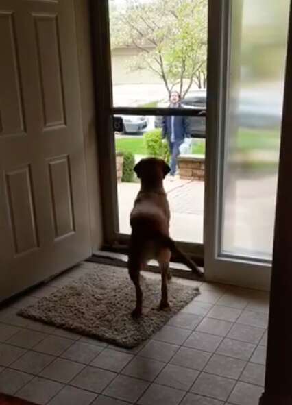 dog jumps for joy when her brothers come to visit 