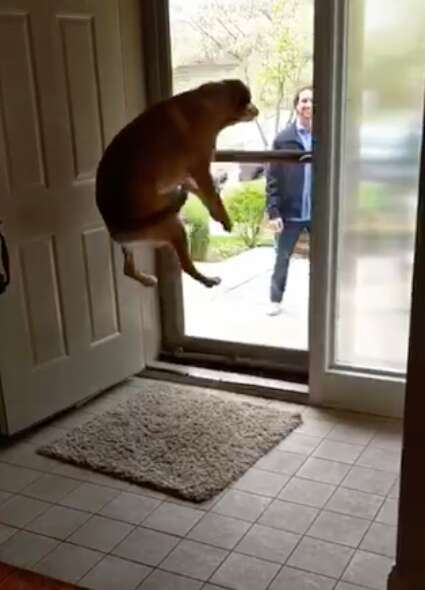 dog jumps for joy every time she sees her brothers