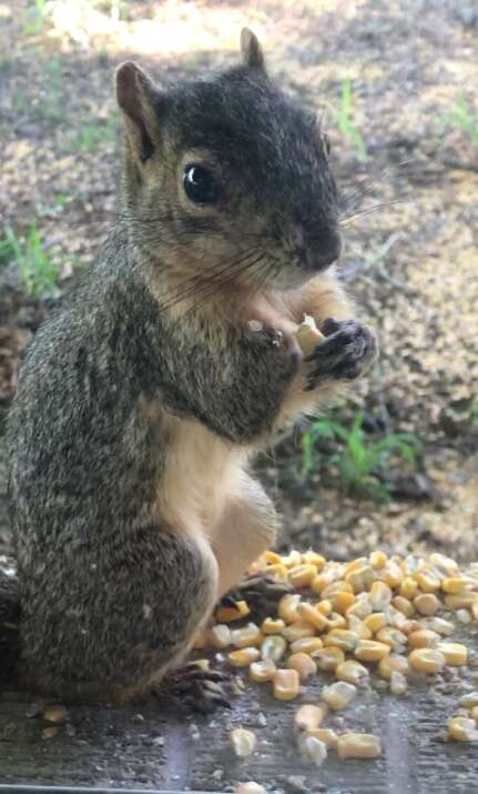 squirrel friend texas