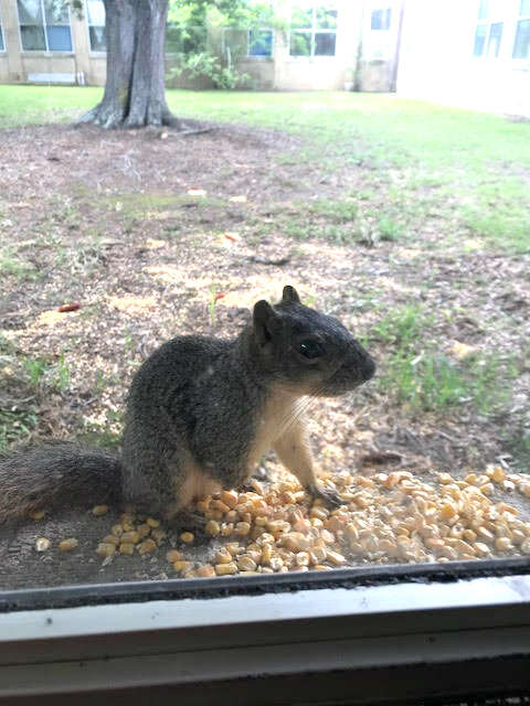 squirrel texas friend