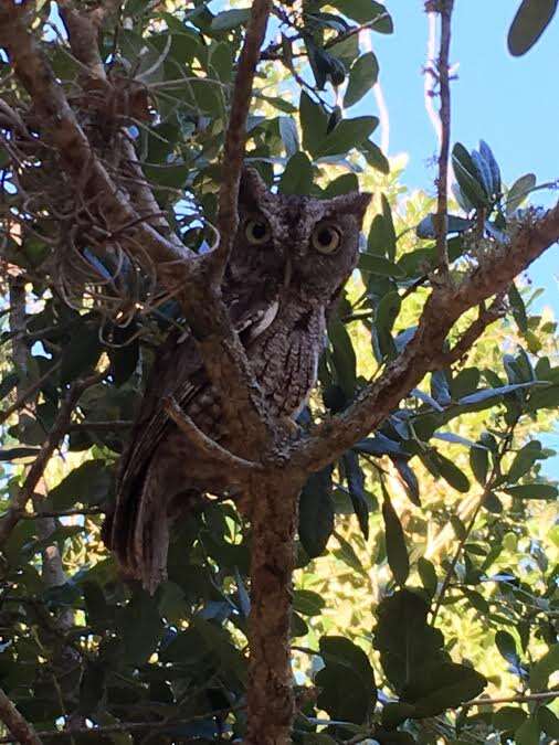 Screech owl sitting in tree