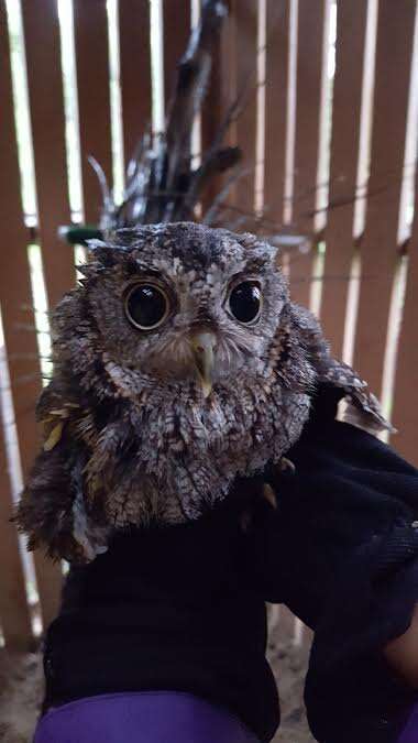 Screech owl being placed in outdoor enclosure