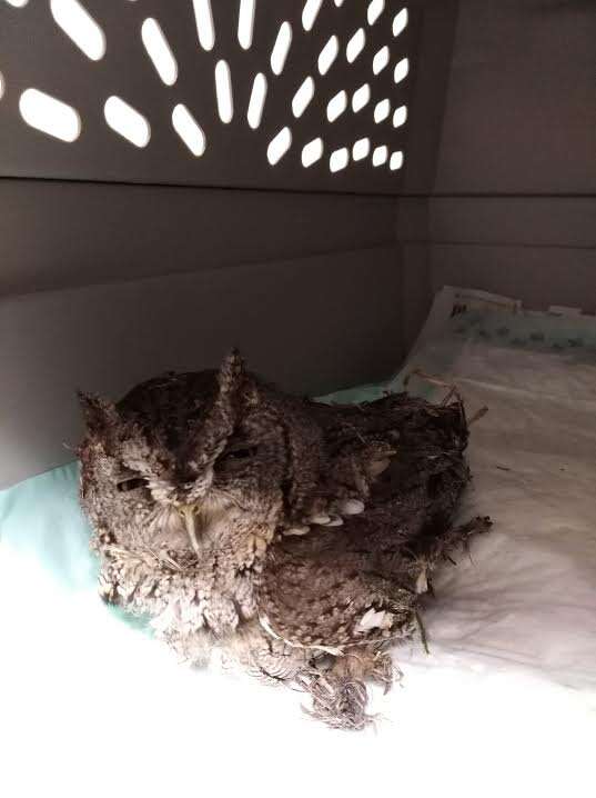 Injured screech owl in carrier