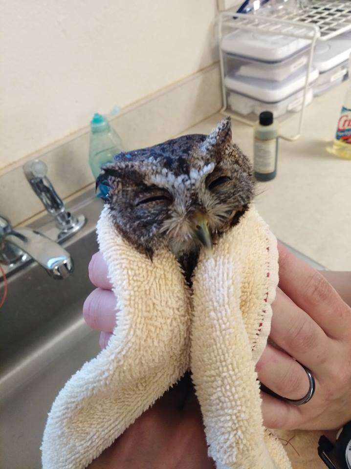 Screech owl wrapped up in towel